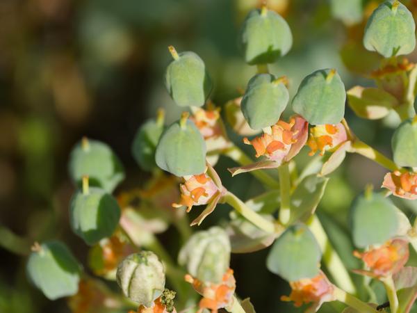 <h3>Euphorbia&nbsp;cyparissias / Cypress&nbsp;spurge / Cipreswolfsmelk</h3>OM-1 Mark II met OLYMPUS M.150-400mm F4.5 TC, 1/2000 sec  bij F5.6, ISO 500, afstand 1.9&nbsp;m